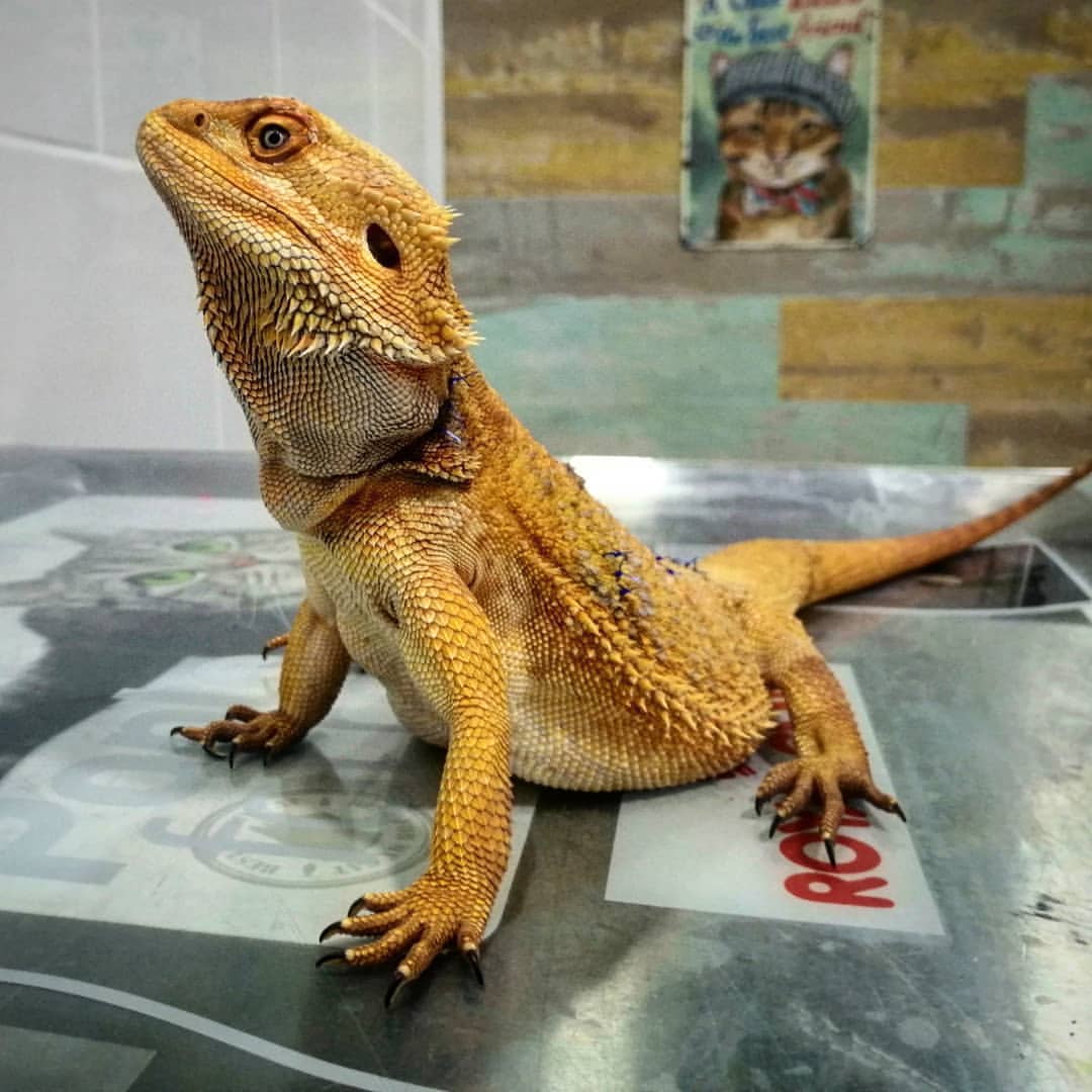 Reptil atendido por especialistas en animales exóticos en Clínica Vivaria