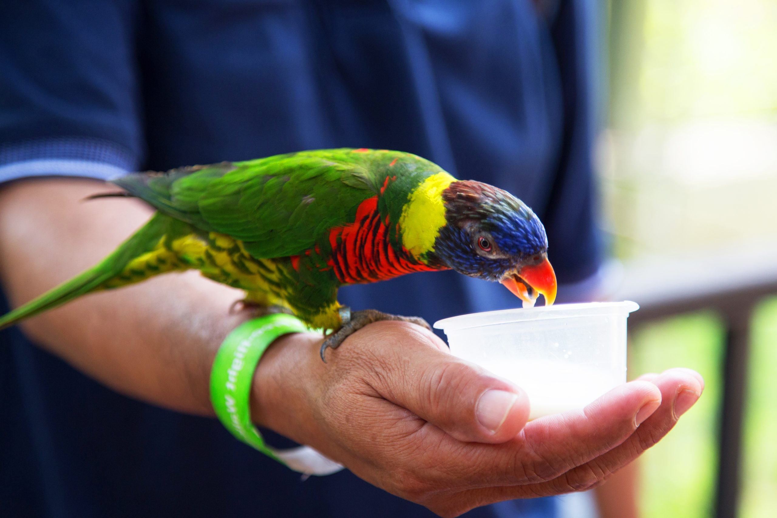 Pequeños loros en revisión veterinaria