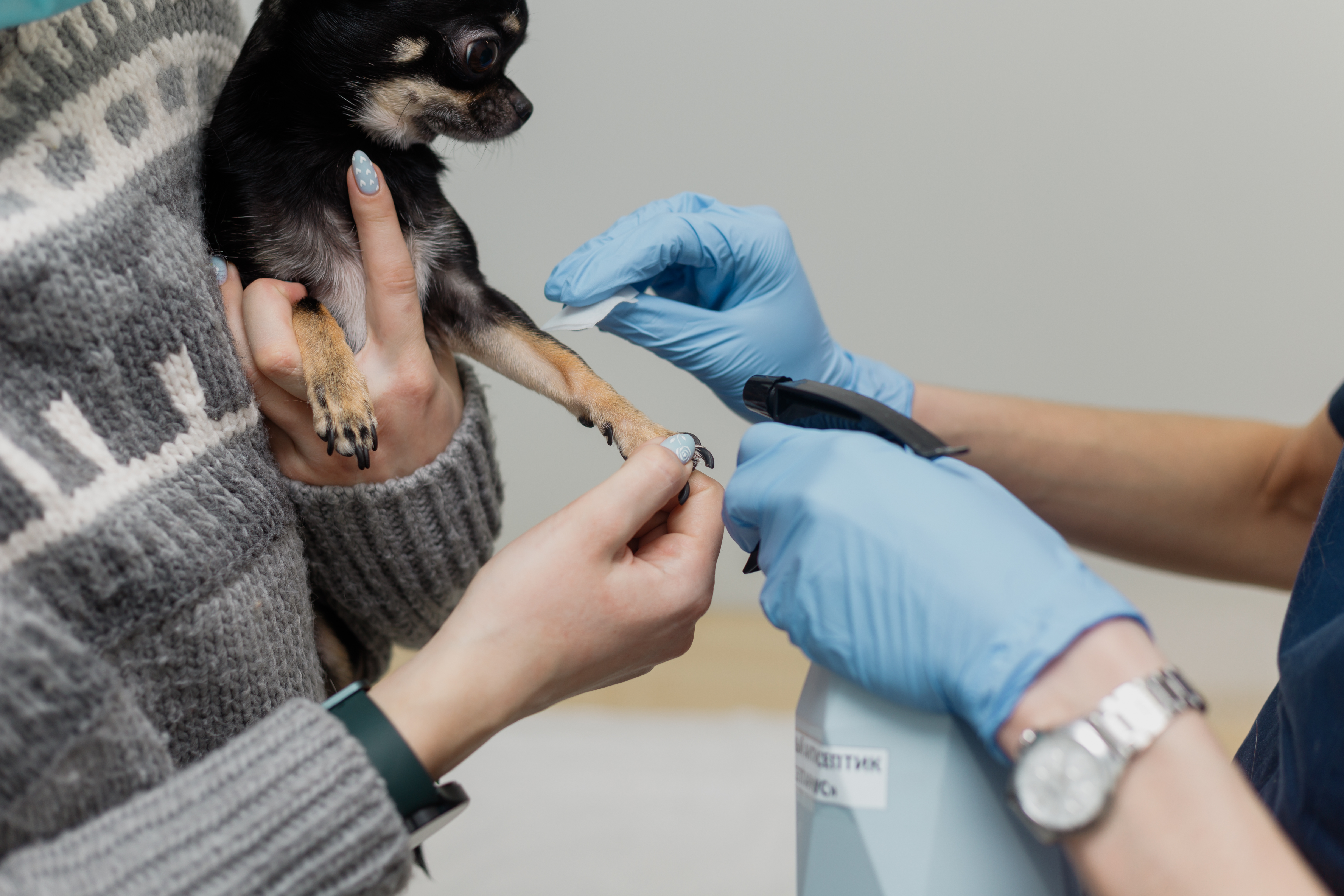 Laboratorio veterinario