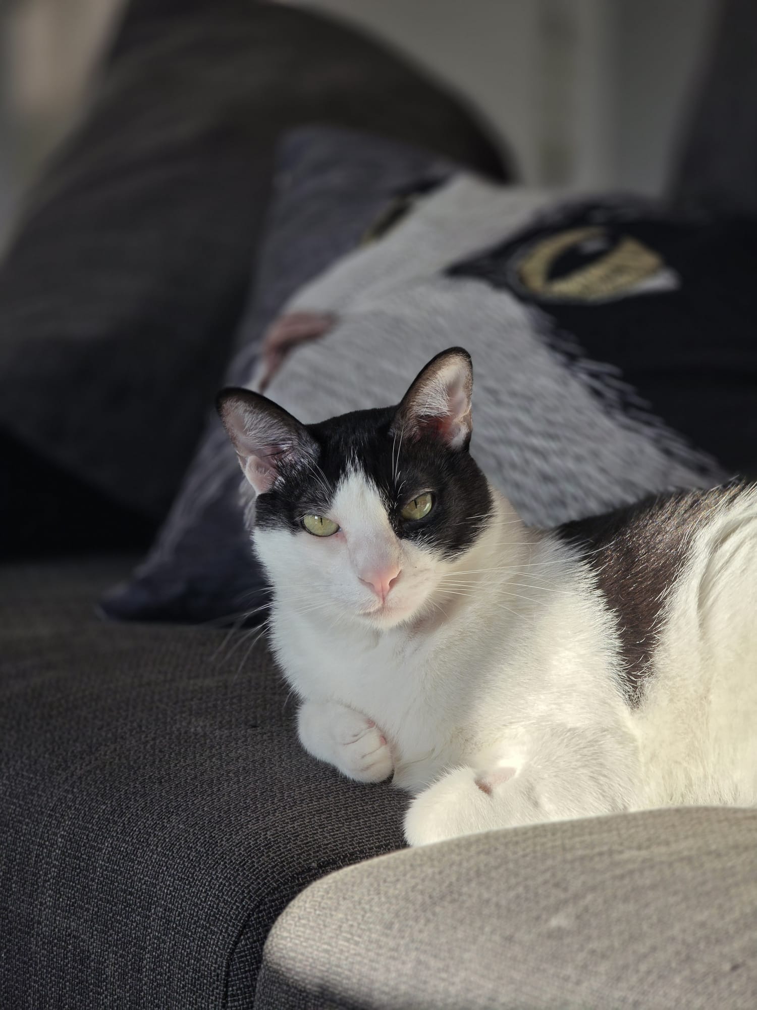 Veterinario administrando vacuna a un gato adulto en Valencia