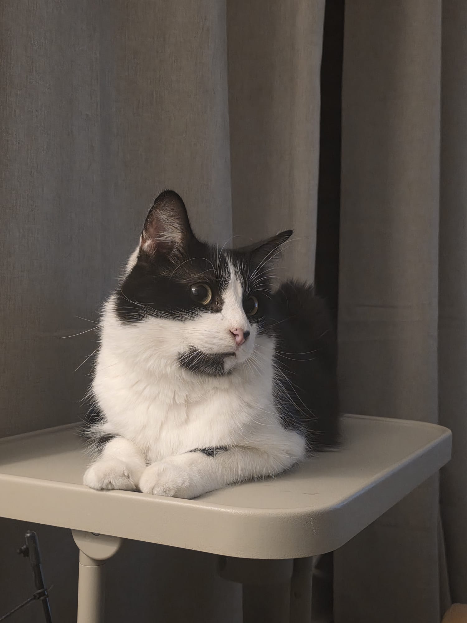 Gatito recibiendo su primera vacuna en clínica veterinaria de Valencia
