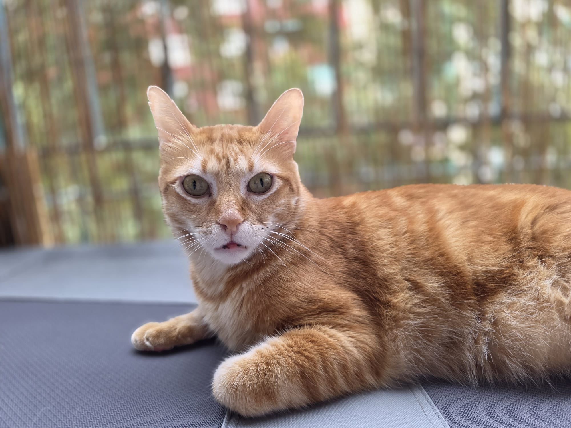 Gato atendido en Clínica Vivaria, clínica veterinaria para gatos en Valencia