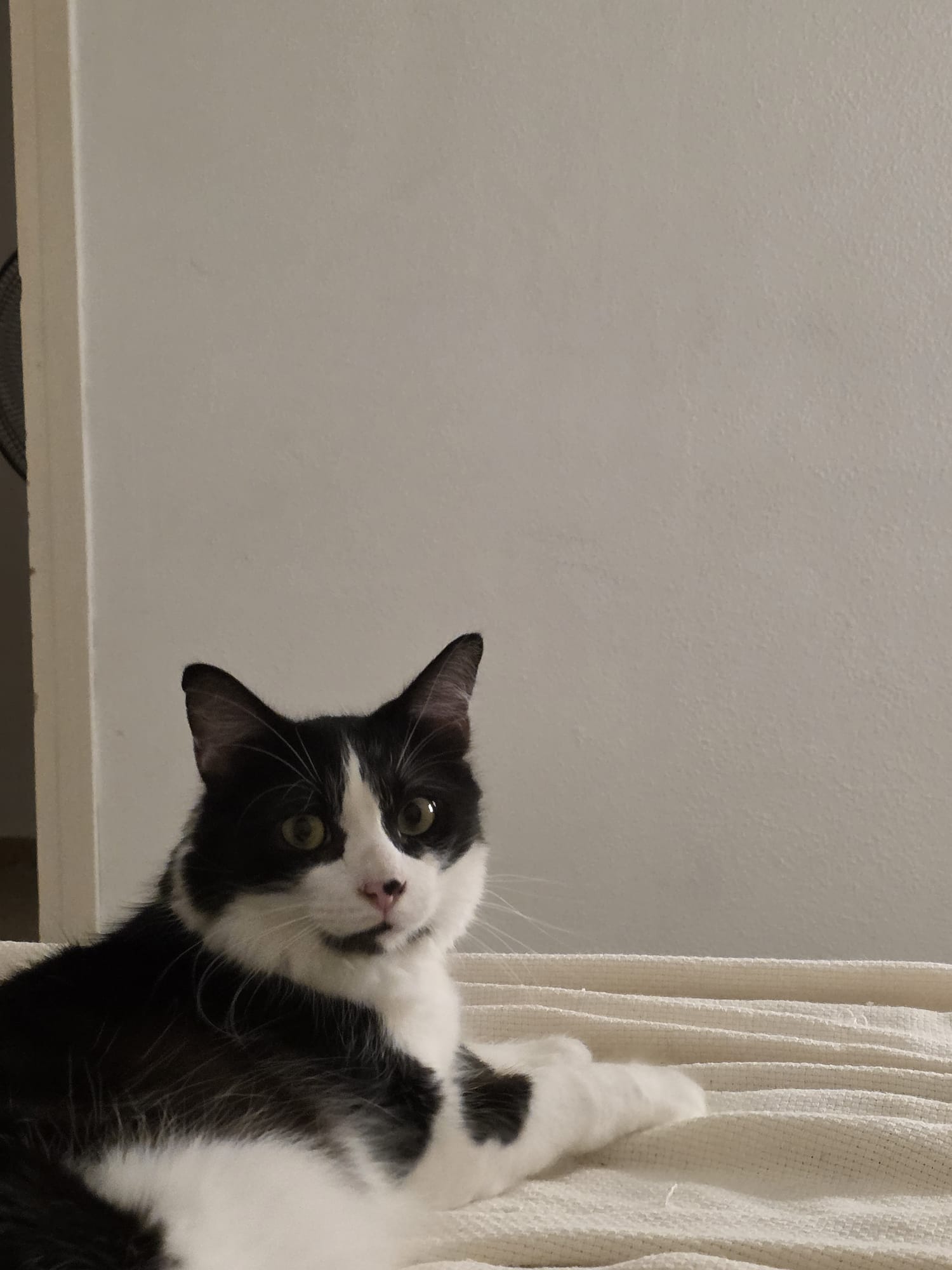 Vacunación de gatos en Valencia – Veterinario preparando vacuna felina en Clínica Vivaria