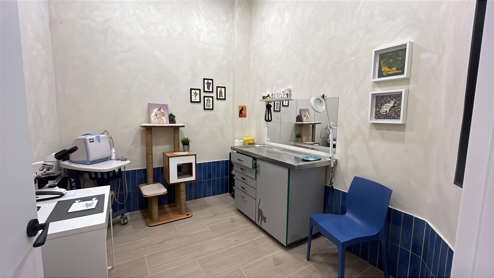 Consulta adaptada para gatos en Clínica Vivaria